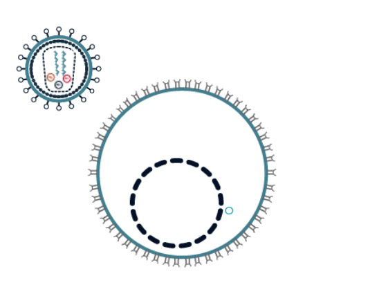 animacija ulaska virusa HIV u ćeliju domaćina